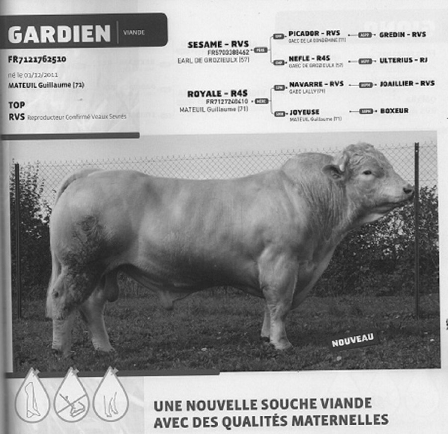 GARDIEN 00162